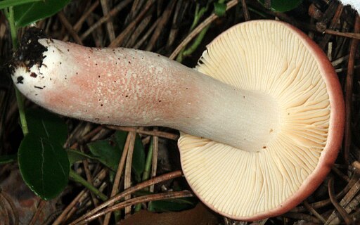 Rosastieliger Täubling, Russula roseipes