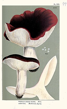 Scharfer Zinnober-Täubling, Russula rubra