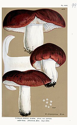 Scharfer Zinnober-Täubling, Russula rubra