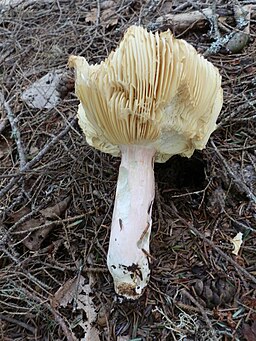 Blut-Täubling, Russula sanguinaria