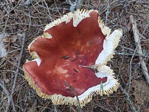 Blut-Täubling, Russula sanguinaria