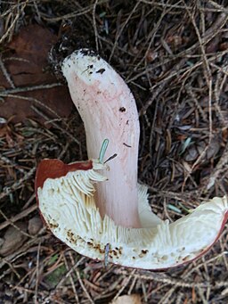 Blut-Täubling, Russula sanguinaria