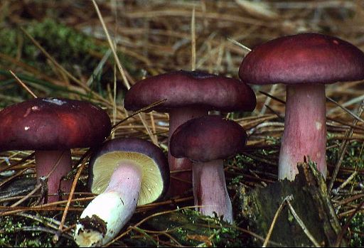 Zitronenblättriger Täubling, Russula sardonia
