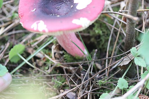 Zitronenblättriger Täubling, Russula sardonia