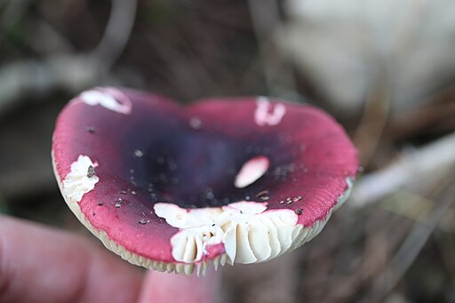Zitronenblättriger Täubling, Russula sardonia