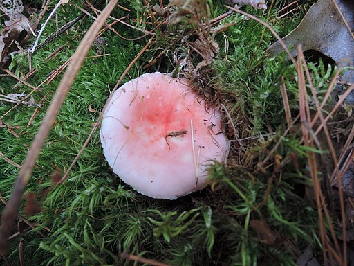 Kiefern-Spei-Täubling, Russula silvestris