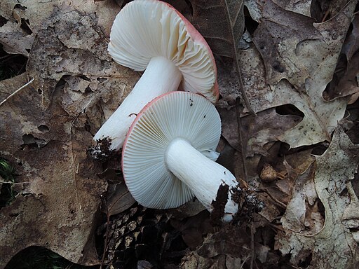 Kiefern-Spei-Täubling, Russula silvestris