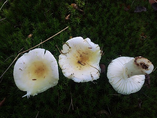 Sonnen-Täubling, Russula solaris