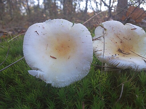 Sonnen-Täubling, Russula solaris