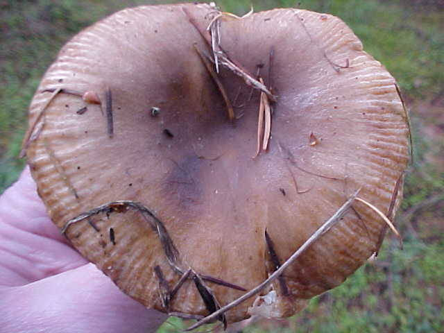 Großer Kamm-Täubling, Russula sororia