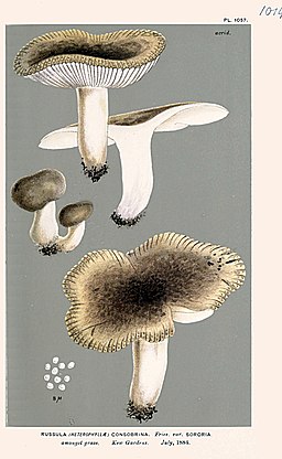 Großer Kamm-Täubling, Russula sororia
