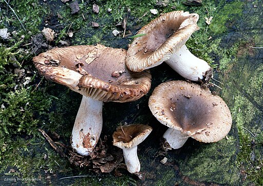 Großer Kamm-Täubling, Russula sororia