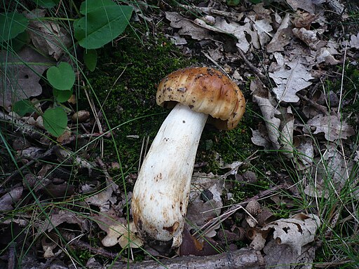 Gilbender Stinktäubling, Russula subfoetens
