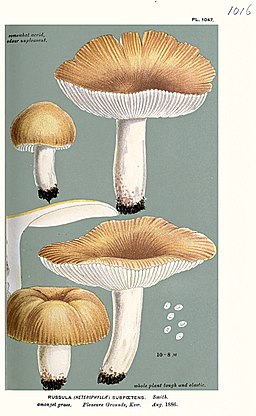 Gilbender Stinktäubling, Russula subfoetens