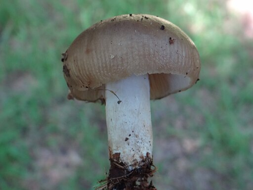 Gilbender Stinktäubling, Russula subfoetens
