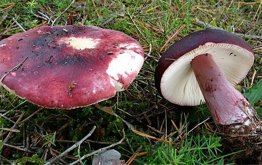 Wolfs-Täubling, Russula torulosa