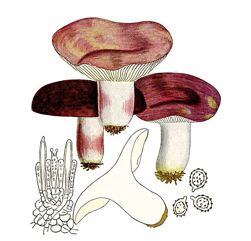 Wolfs-Täubling, Russula torulosa