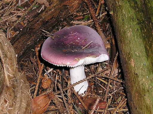 Jodoform-Täubling, Russula turci