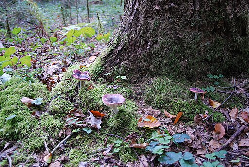 Jodoform-Täubling, Russula turci