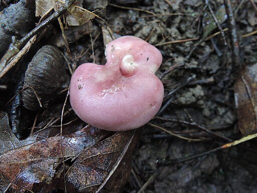 Weißblättriger Bunttäubling, Russula variegatula