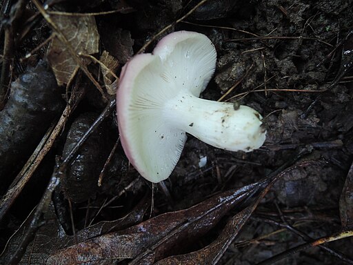 Weißblättriger Bunttäubling, Russula variegatula
