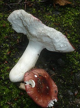 Ziegelroter Täubling, Russula velenovskyi