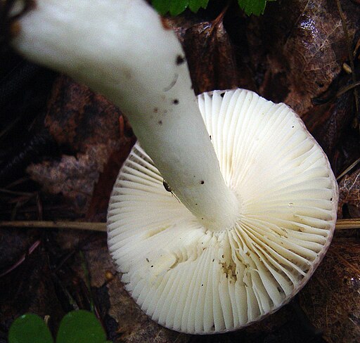 Ziegelroter Täubling, Russula velenovskyi