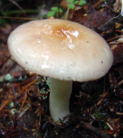 Ziegelroter Täubling, Russula velenovskyi