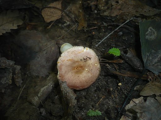 Wandelbarer Täubling, Russula versatilis