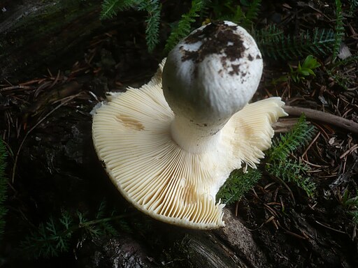 Wandelbarer Täubling, Russula versatilis