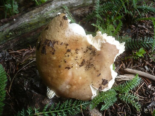 Wandelbarer Täubling, Russula versatilis