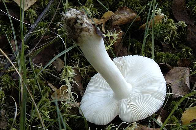 Vielfarbiger Täubling