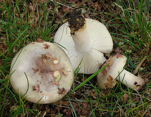 Vielfarbiger Täubling, Russula versicolor