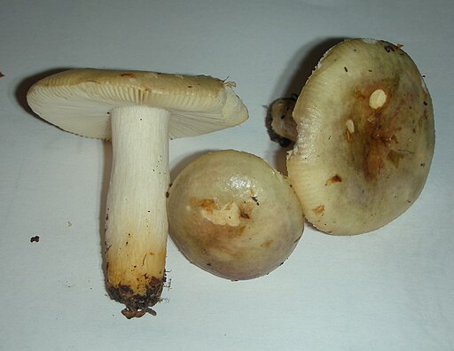 Vielfarbiger Täubling, Russula versicolor