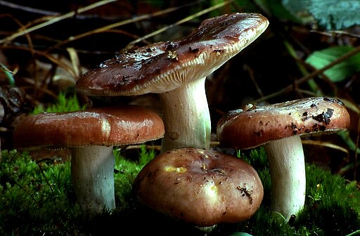 Fleischroter Speise-Täubling