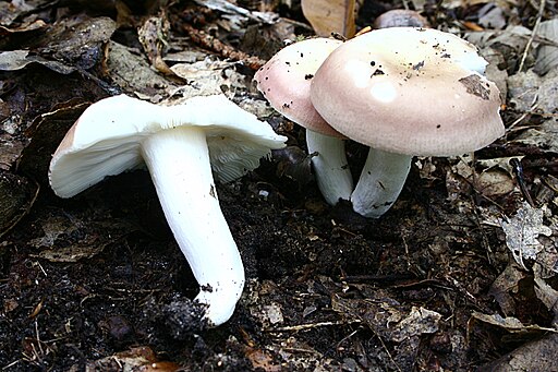 Fleischroter Speise-Täubling, Russula vesca