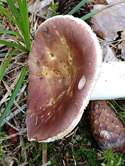 Fleischroter Speise-Täubling, Russula vesca
