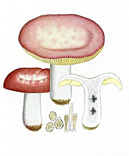 Scharfer Honig-Täubling, Russula veternosa