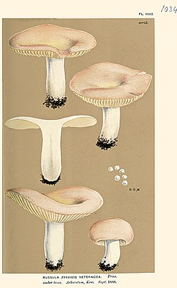 Scharfer Honig-Täubling, Russula veternosa