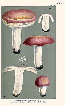 Scharfer Honig-Täubling, Russula veternosa