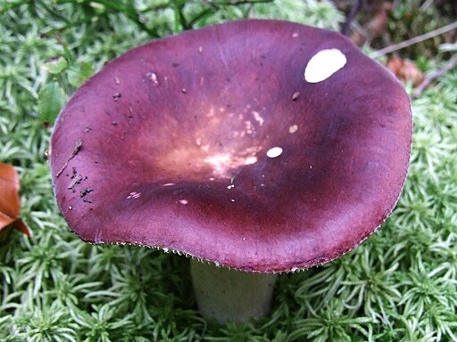 Weinroter Graustiel-Täubling, Russula vinosa