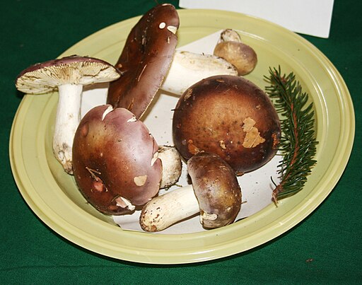Weinroter Graustiel-Täubling, Russula vinosa