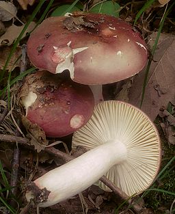 Purpurbrauner Leder-Täubling, Russula vinosobrunnea
