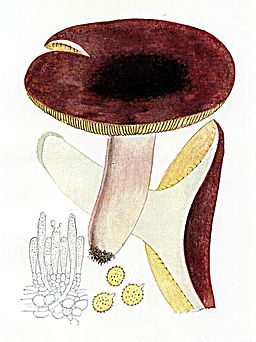 Purpurbrauner Leder-Täubling, Russula vinosobrunnea