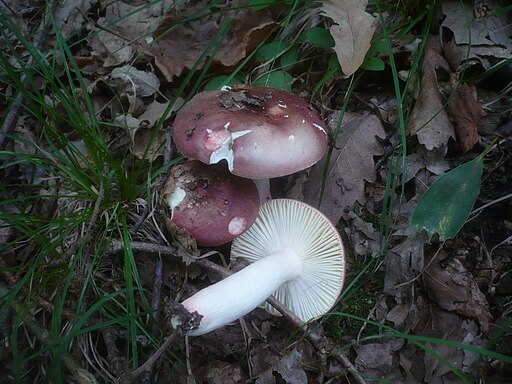 Purpurbrauner Leder-Täubling, Russula vinosobrunnea