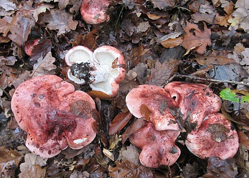 Purpurfleckiger Täubling, Russula vinosopurpurea