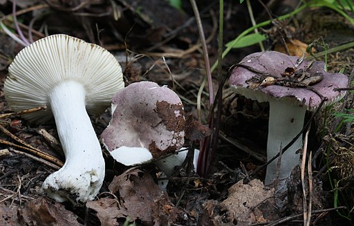 Grünvioletter Täubling, Russula violacea