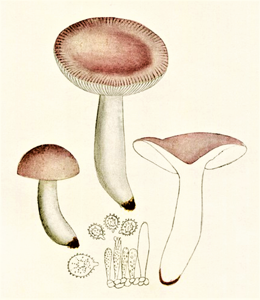 Grünvioletter Täubling, Russula violacea