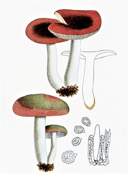 Grünvioletter Täubling, Russula violacea