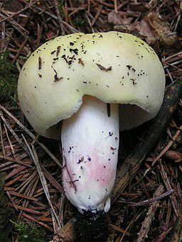 Violettstieliger Täubling